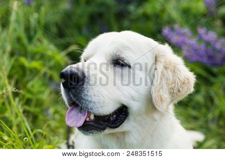 Profile Portrait Of Cute Golden Retriever Dog With Tonque Hanging Out In The Green Grass And Violet 