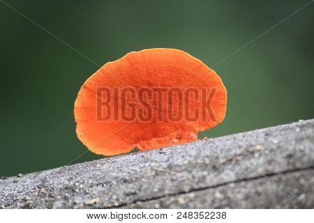 Beautiful Rare Orange Color Poisonous Mashroom In The Forest