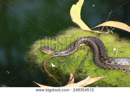 Dangerous Poisonous Snake Taking Sun Bath In Winter Season