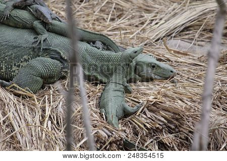 Rare Green Wild Monitor Lizard In The Forest