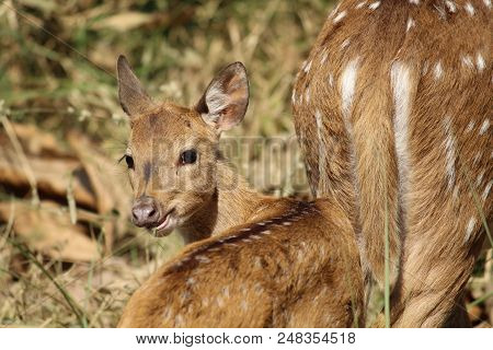 Beautiful Spotted Grey Dear Moving In The Forest