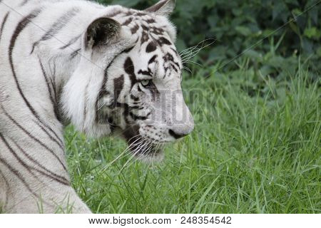 Dangerous White Tiger Moving In The Forest