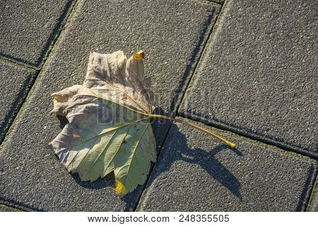 Photo Of A Dry Leave With Cold Colours And Sunlight