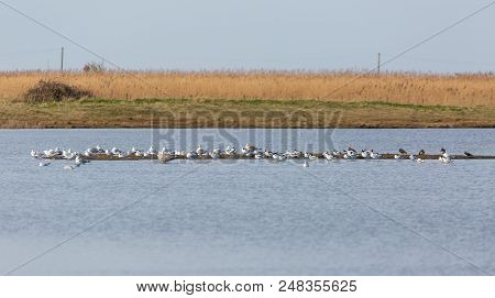 Water Birds On Sandbar