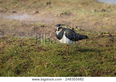 Colorful Bird, Lapwing, Norfolk Uk.