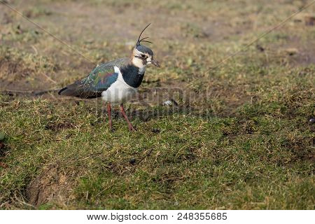 Colorful Bird, Lapwing, Norfolk Uk.