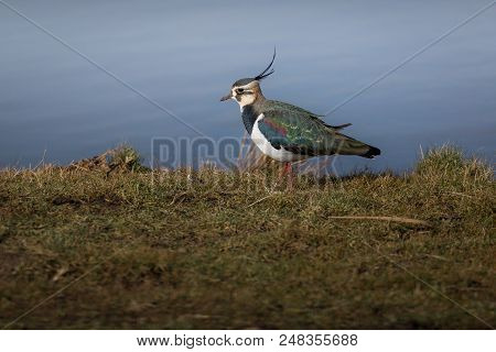 Colorful Bird, Lapwing, Norfolk Uk.