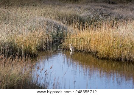 Wading Bird, A Curlew, Seen In Its Habitat Norfolk Uk