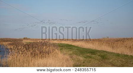 Flock Of Birds In Sky Over Reed Beds Of Norfolk Uk