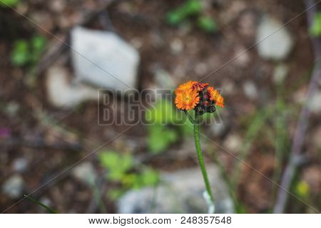 Close-up Image Of Bright Orange Hawkweed Flowers In Bloom On The Green Grass Background, Wild Orname