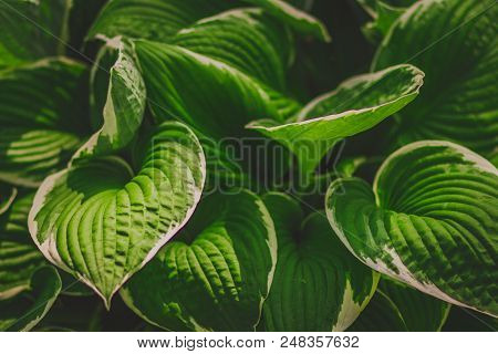 Green Bush Hosta. Nature Background Image. Beautiful Hosta Leaves Background. Ornamental Plant For L