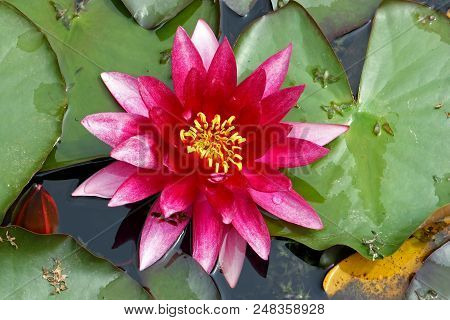 Flower Of Pink Water Lily In A Pond