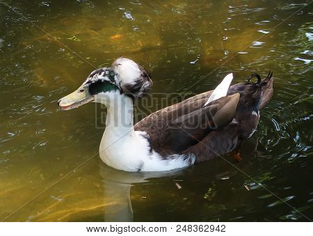 Duck (breed Called Canard Pompon In French)