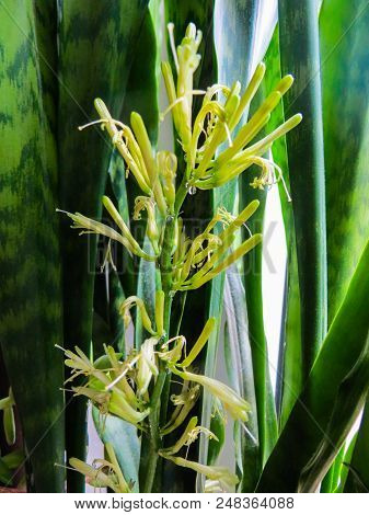 Beautiful Flower Decorative Houseplant, Pike Tail On A Windowsill
