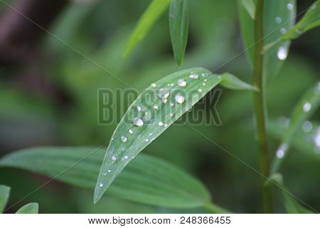 Few Rain Drops On A Green Leaf