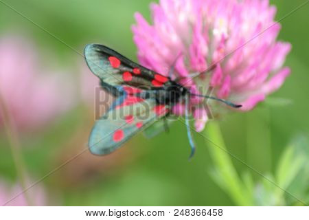 Cinnabar Moth Enjoying A Summer On A Flower