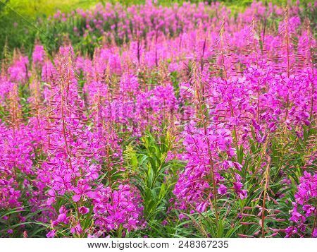 Ivan-tea, Kiprei, Epilobium, Herbal Tea On The Field, Close-up.