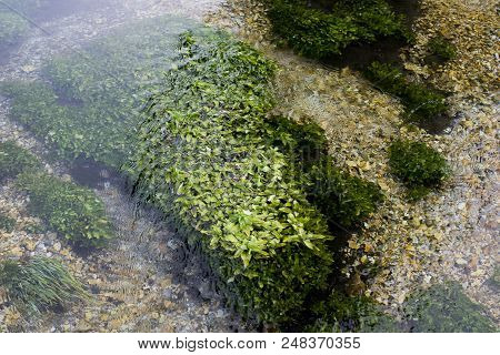 Close-up Of A River, River Algae On The Bottom. Ecologically Pure Water.