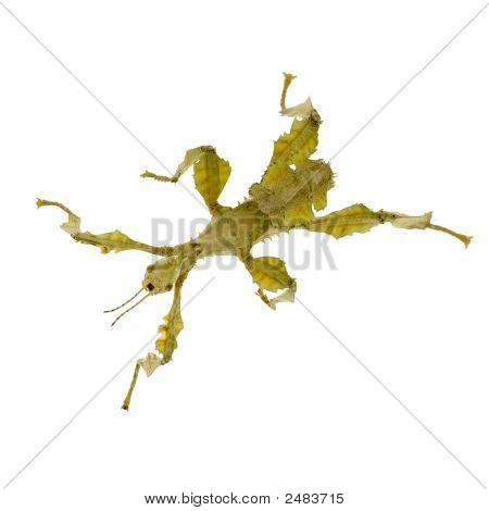 Stick Insect, Phasmatodea - Extatosoma Tiaratum