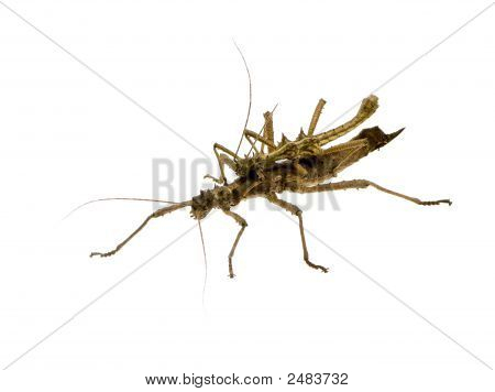 Stick Insect, Phasmatodea - Aretaon Asperrimus