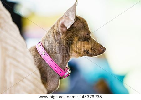 Little Dog Sitting On Couch