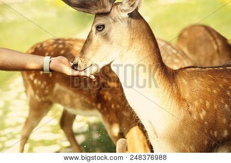 A White-tailed Deer Fawn Standing In A Meadow Fed From A Human Hand