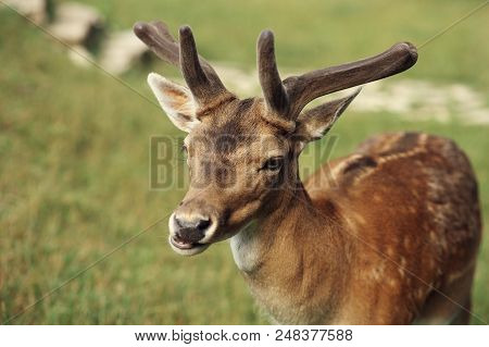 A White-tailed Deer Fawn Standing In A Meadow Fed From A Human Hand