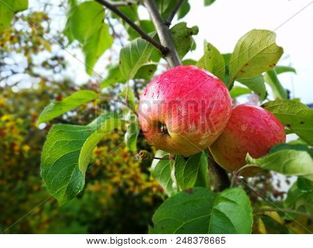 Apple Tree With Ripe Fruits In Autumn With Water Drops