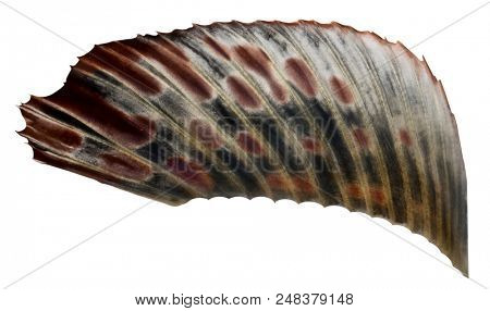 Dorsal fin of a Grayling  (Thymallus arcticus brevipinnis) isolated on a white background