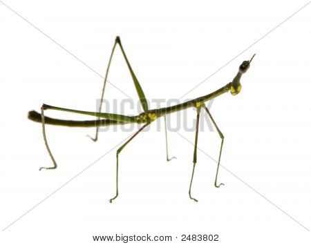 Stick Insect, Phasmatodea - Oreophoetes Peruana