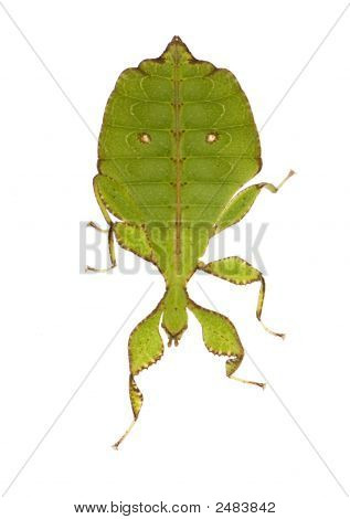 Leaf Insect, Phylliidae - Phyllium Sp