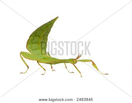 Leaf Insect, Phylliidae - Phyllium Sp