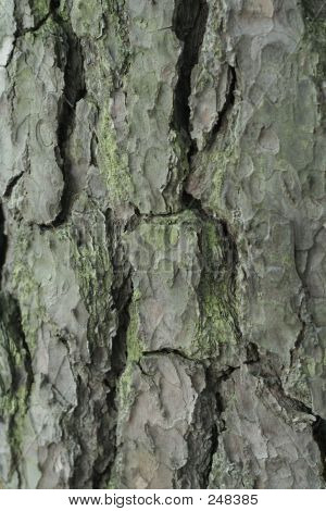 Écorce de pin