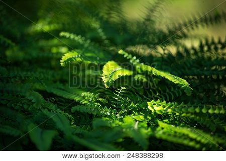 Carved Green Leaves Of A Fern Lighten With The Morning Sun Form A Green Background