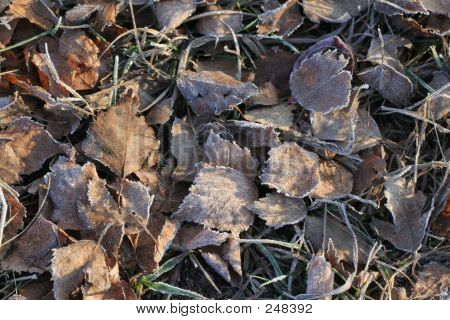 Feuilles de bouleau givré