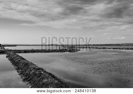 Rice Fields In Valencia B/n