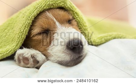 Cute Jack Russell Terrier Puppy Dog Sleeping After Grooming And Bath - Web Banner Idea