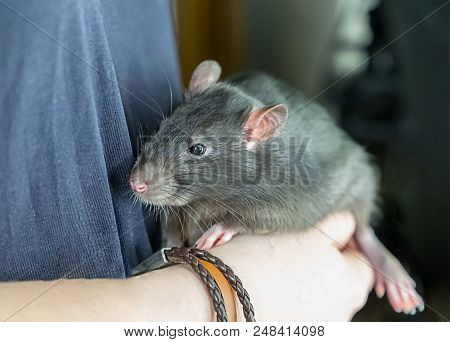 Big Rat Domestic Beast Pet On Hands Fluffy Cute Large Thoroughbred Focus On The Upper Torso