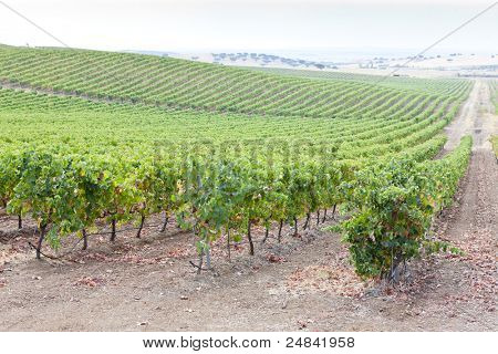 Vineyars i Alentejo i Portugal