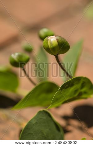 Fresh Buds Of Caper Plant, Capparis Spinosa, Bush, Flinders Rose.
