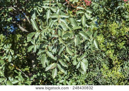 Foliage Of Terebinth, Pistacia Terebinthus. It Is A Species In The Family Anacardiaceae Native To Th