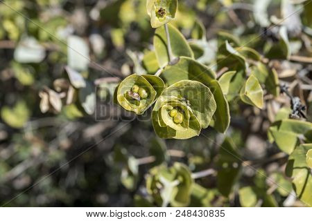 Fruits And Leaves Of The Mediterranean Honeysuckle, Lonicera Implexa. It Is A Species In The Family 