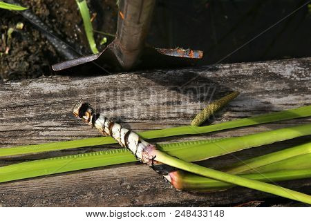 Freshly Dug Acorus Calamus Root. Fresh Acorus Calamus Root On Wooden Bridge Near Pond.