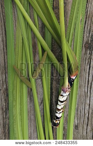 Freshly Dug Acorus Calamus Root With Leaves And Inflorescence. Fresh Acorus Calamus Root On Wooden B