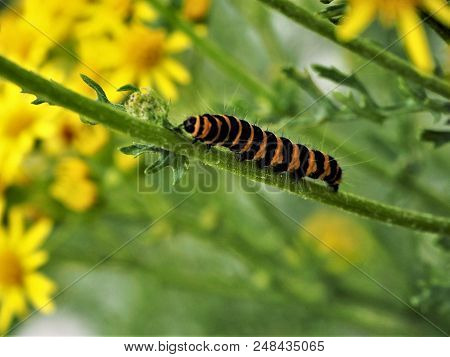 Colourful Caterpillar Of The Cinnabar Moth On Its Foodplant, The Common Ragwort