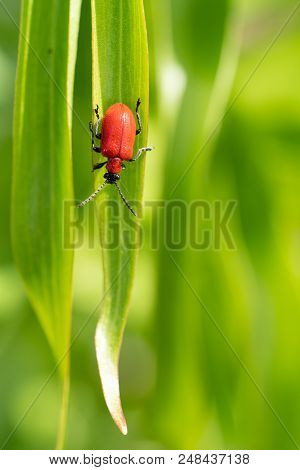 Lily Leaf Beetle (lilioceris Lilii), Vermin In The Gardens