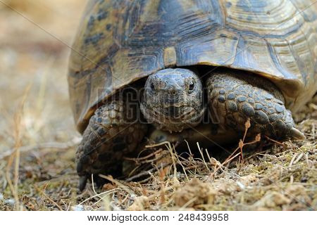 Close Up Of Testudo Hermanni, Turtle On Natural Mediterranean Environment.
