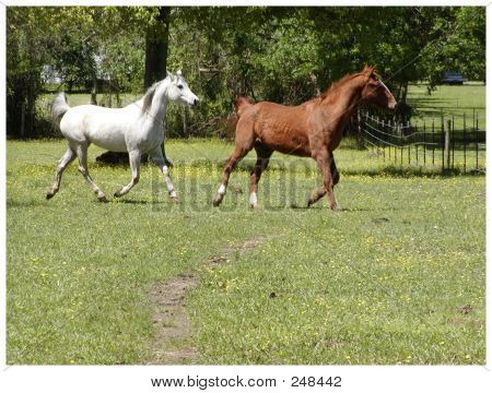 Caballos corrientes