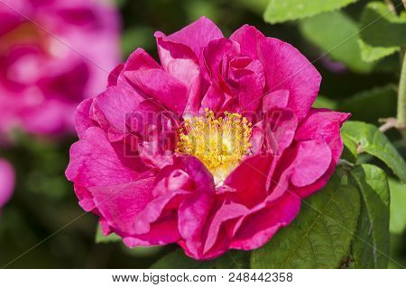 Rose Gallica Var. Officinalis A Springtime Summer Red Flower Shrub Coomonly Knowm As Old Red Damask