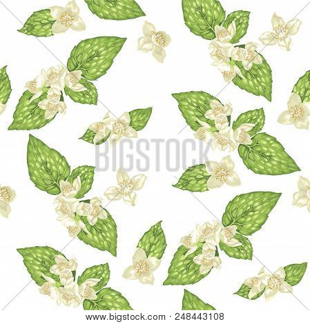 Jasmine Flower Vector Graphic Illustration Seamless Pattern